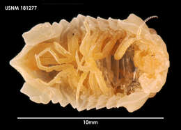 Image of Pseudosphaeroma tuberculatum (Sivertsen & Holthuis 1980)
