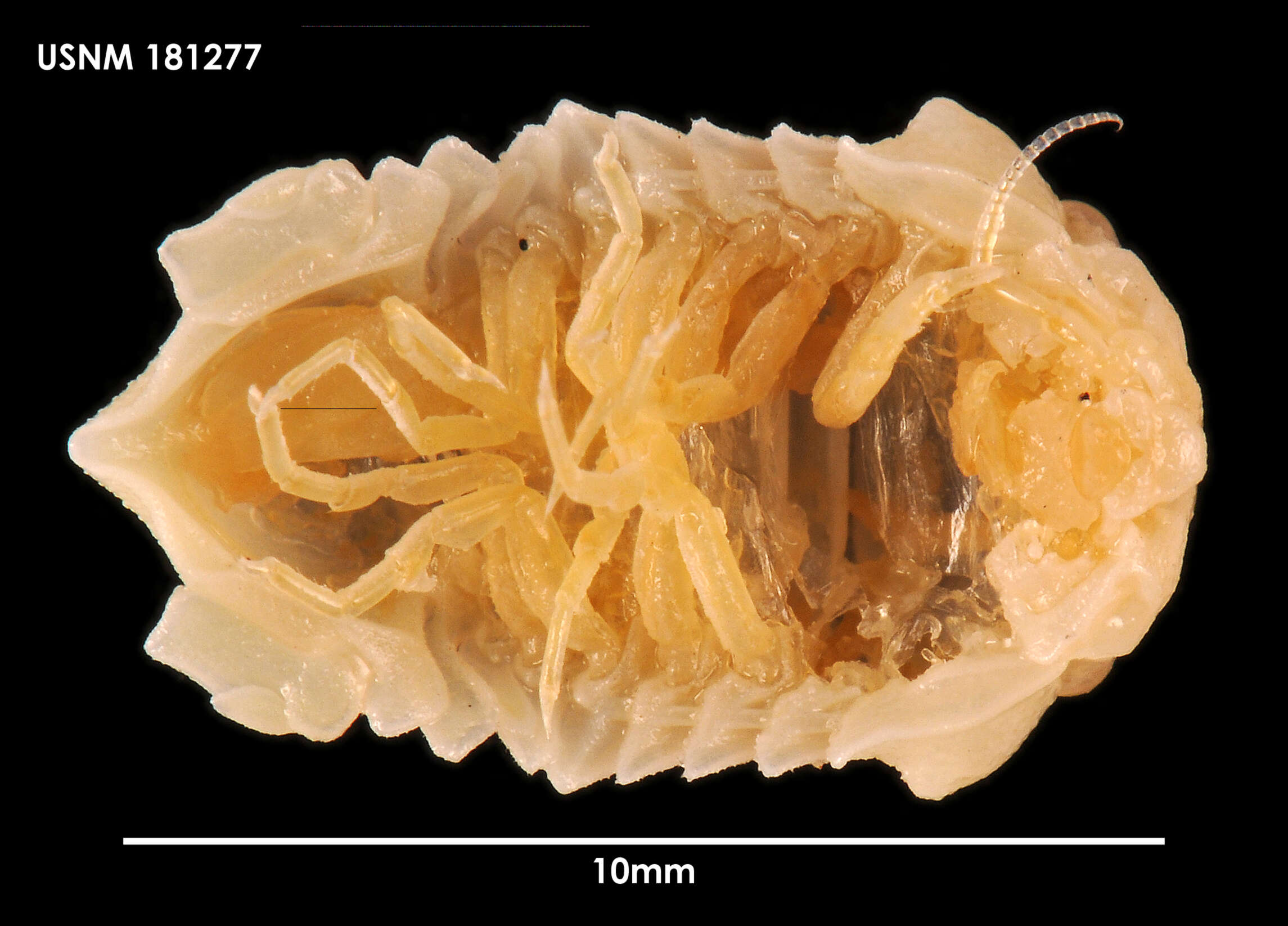 Image of Pseudosphaeroma tuberculatum (Sivertsen & Holthuis 1980)