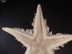 Image of Astropecten marginatus Gray 1840