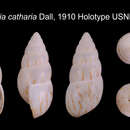 Image of <i>Limicolaria martensiana catharia</i> Dall 1910