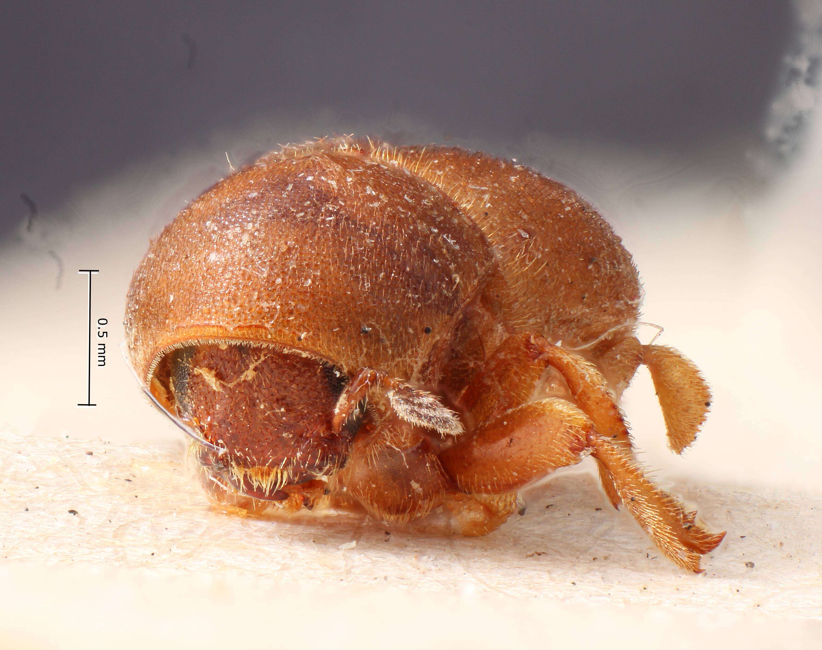 Image of Prionosceles similis Eggers 1928