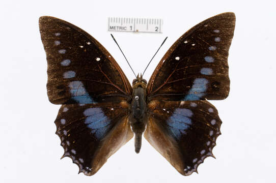 Image of Imperial Blue Charaxes