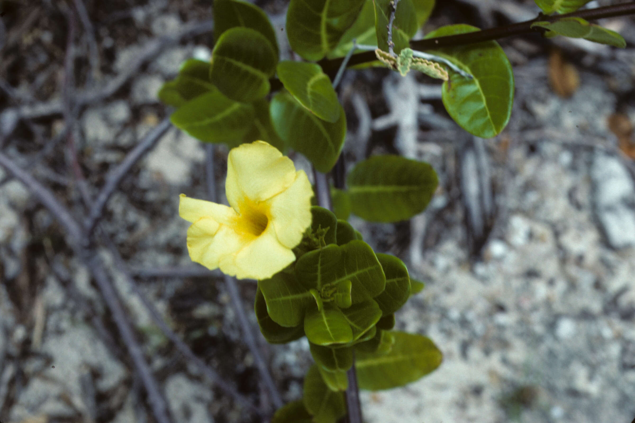 Image of hammock viper's-tail