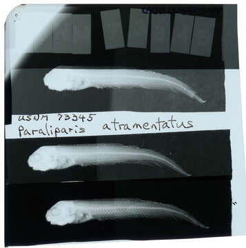 Image of Paraliparis atramentatus Gilbert & Burke 1912