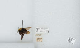 Image of Obscure Bumble Bee