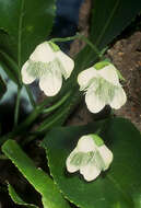 Image of Plakothira frutescens J. Florence