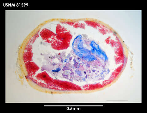 Image of Zodionemertes chilensis Gibson 1985