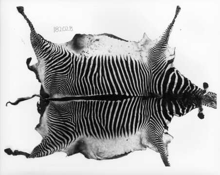 Image of Grevy's Zebra