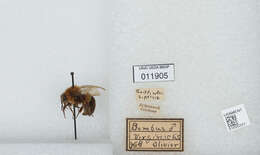 Image of Common Eastern Bumblebee