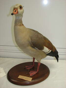 Image of Egyptian Goose