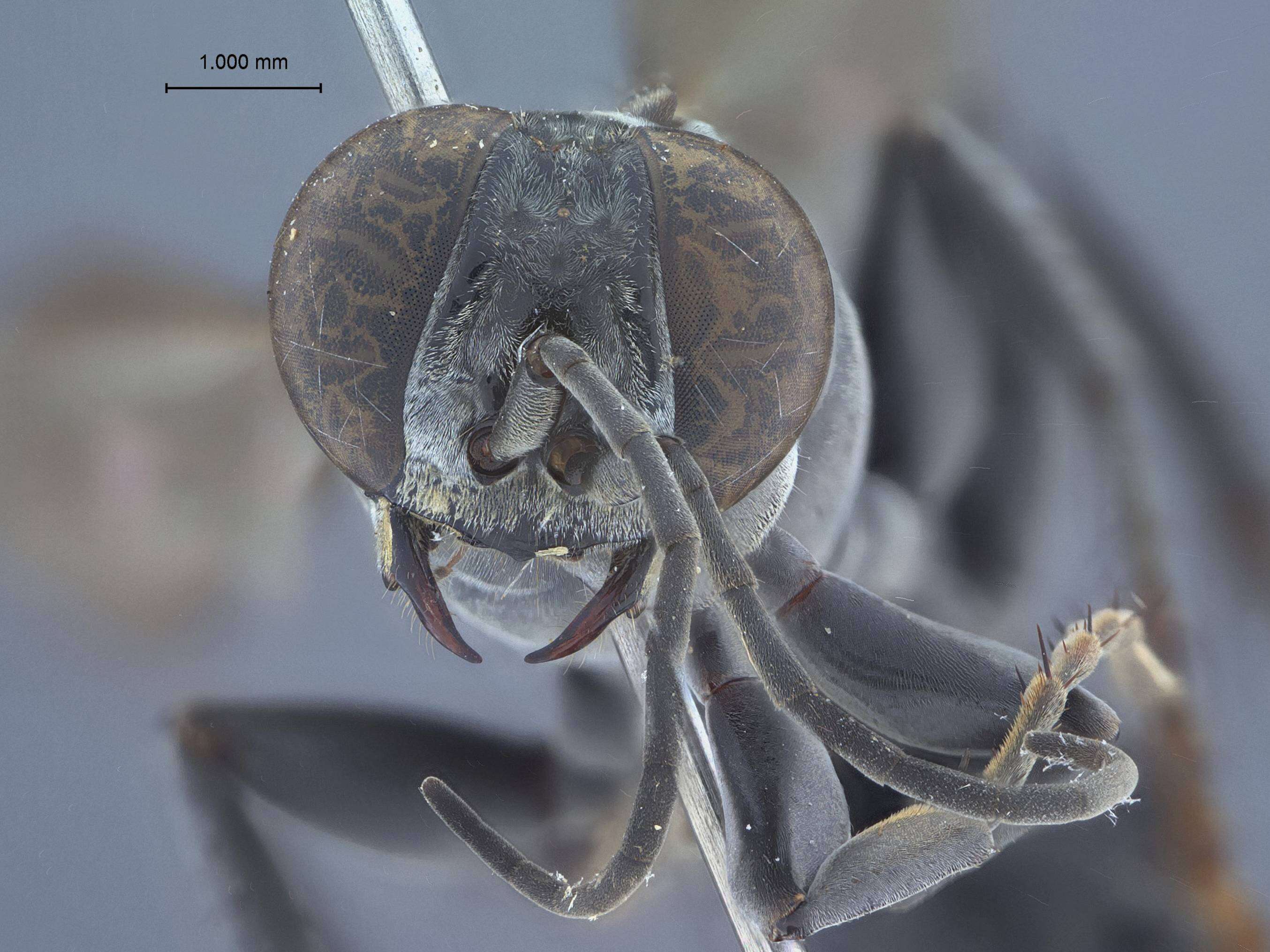 Image of Liris larroides (F. Williams 1928)