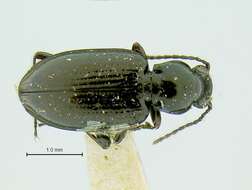 Bembidion (Hirmoplataphus) humboldtense Blaisdell 1902的圖片