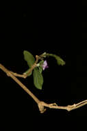 Image of Justicia breviflora (Nees) Rusby