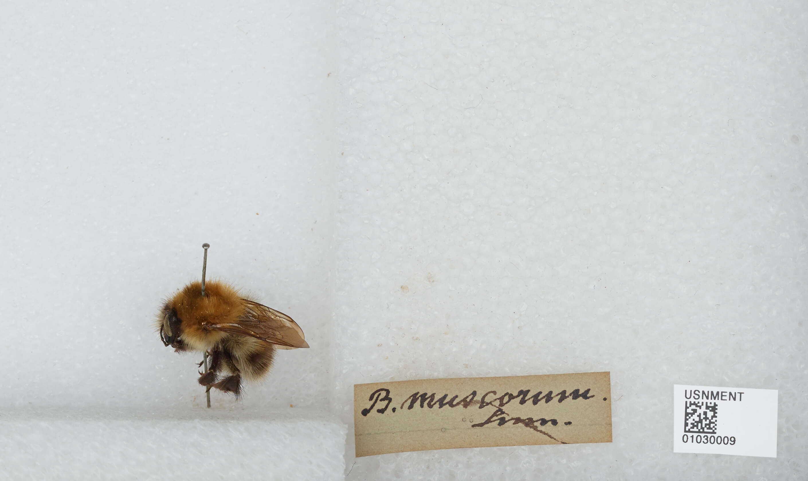 Image of Bombus muscorum (Linnaeus 1758)