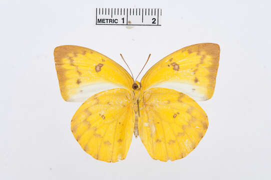 Image of Catopsilia scylla (Linnaeus 1763)