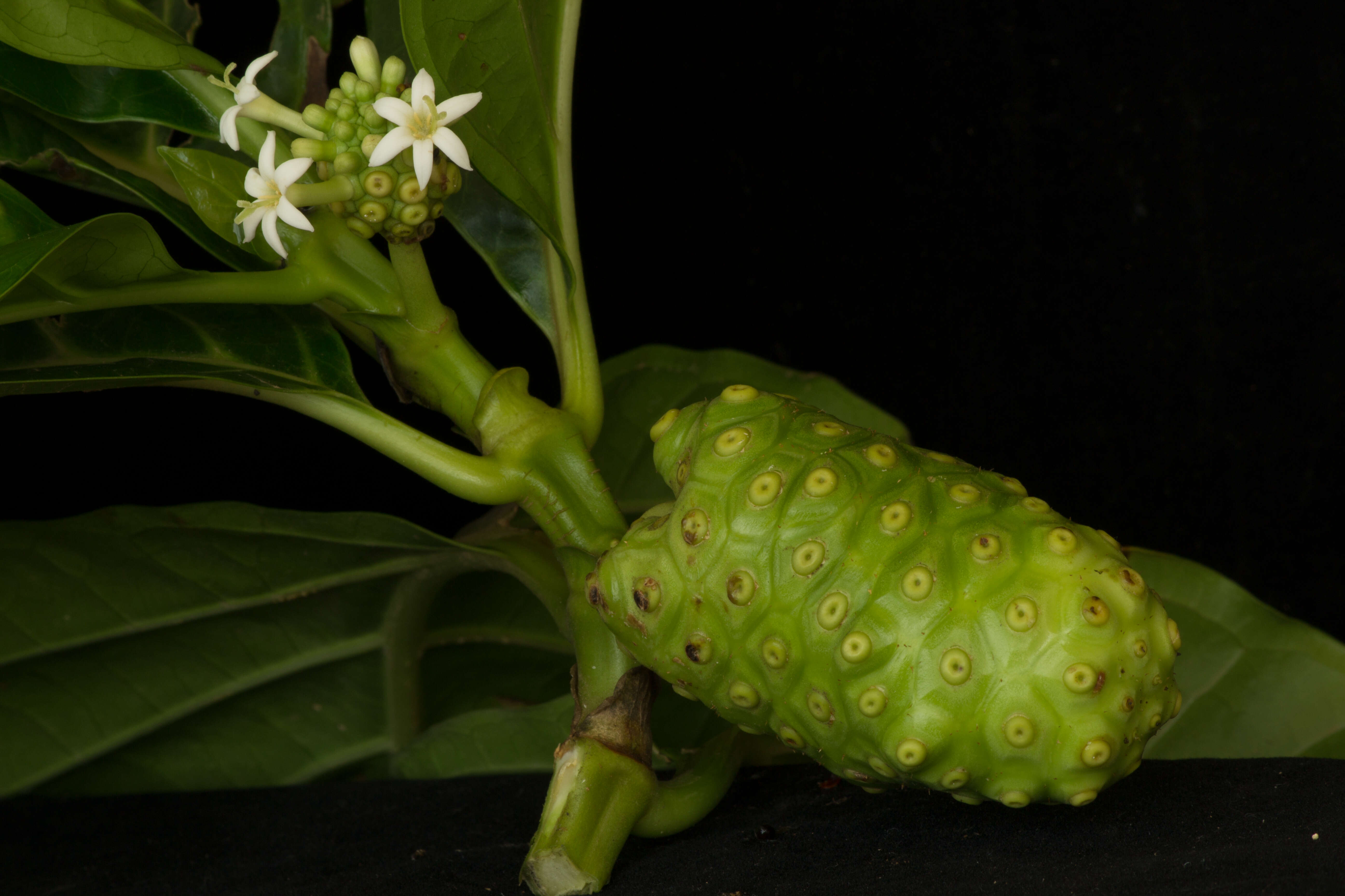 Image of Indian mulberry