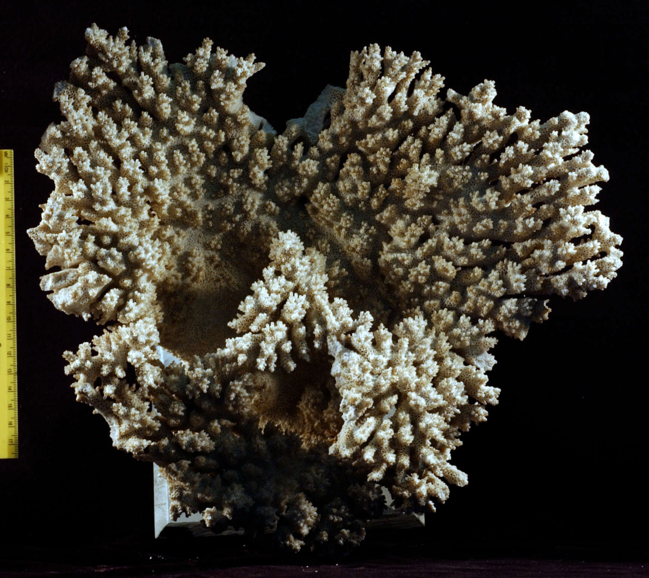 Image of Madrepora cytherea Dana 1846