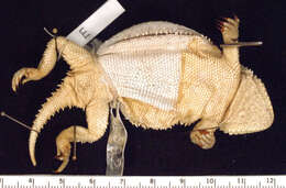 Image of Greater Short-horned Lizard