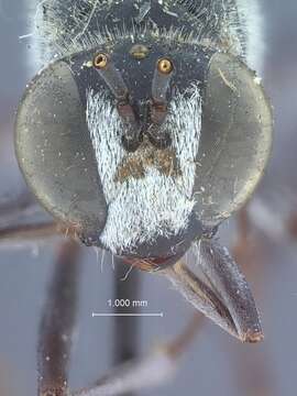 Image of Ammophila aberti Haldeman 1852