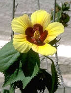 Image of Rosemallow