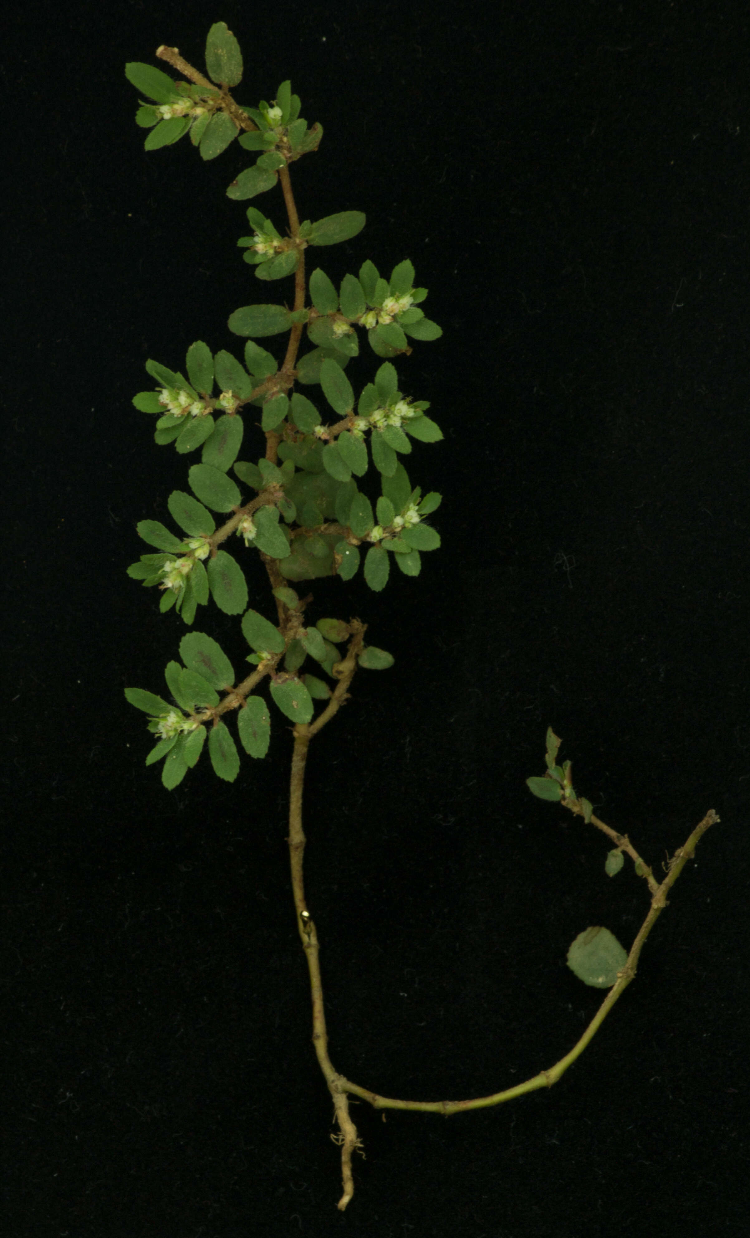 Sivun Euphorbia dioeca Kunth kuva