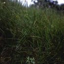 Sivun Orthoraphium roylei Nees kuva