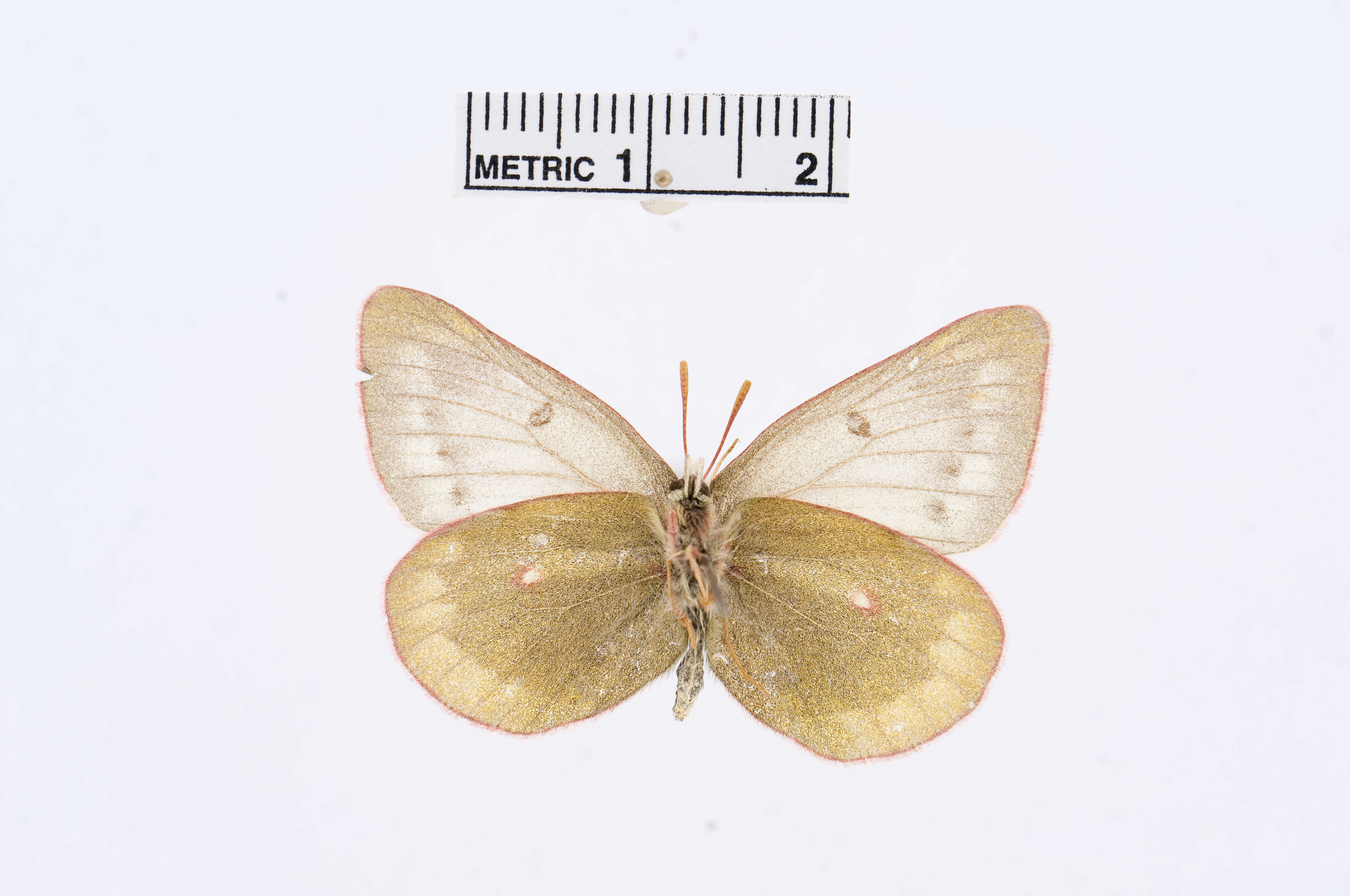 Image of Labrador Sulphur