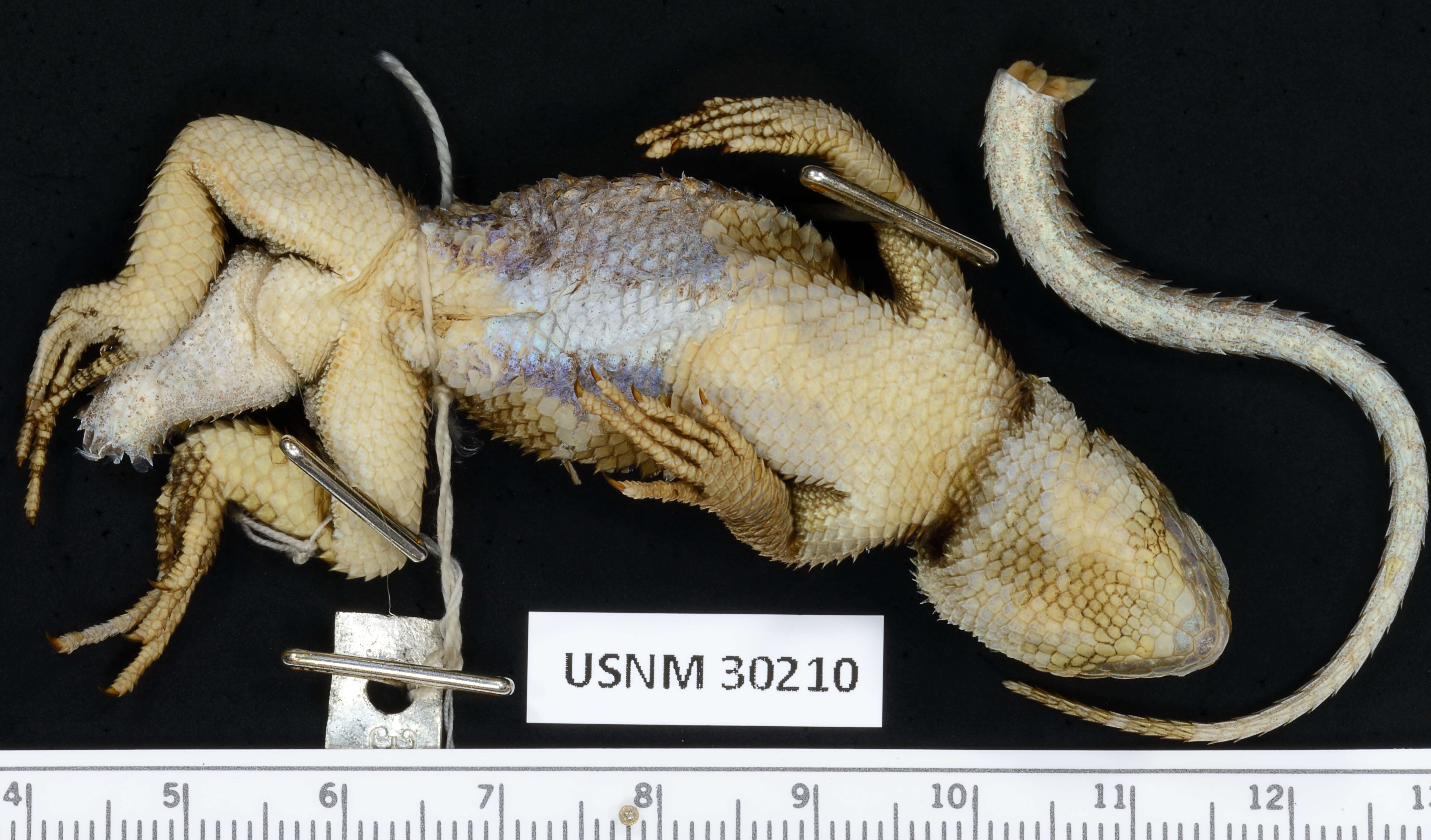 Image of Sceloporus formosus Wiegmann 1834