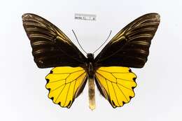 Image of Golden Birdwing