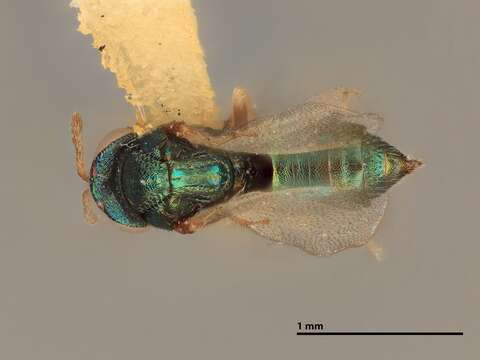 Image of Galeopsomyia transcarinata (Gahan 1919)
