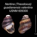 Image of <i>Neritina guadianensis</i> Morelet 1845