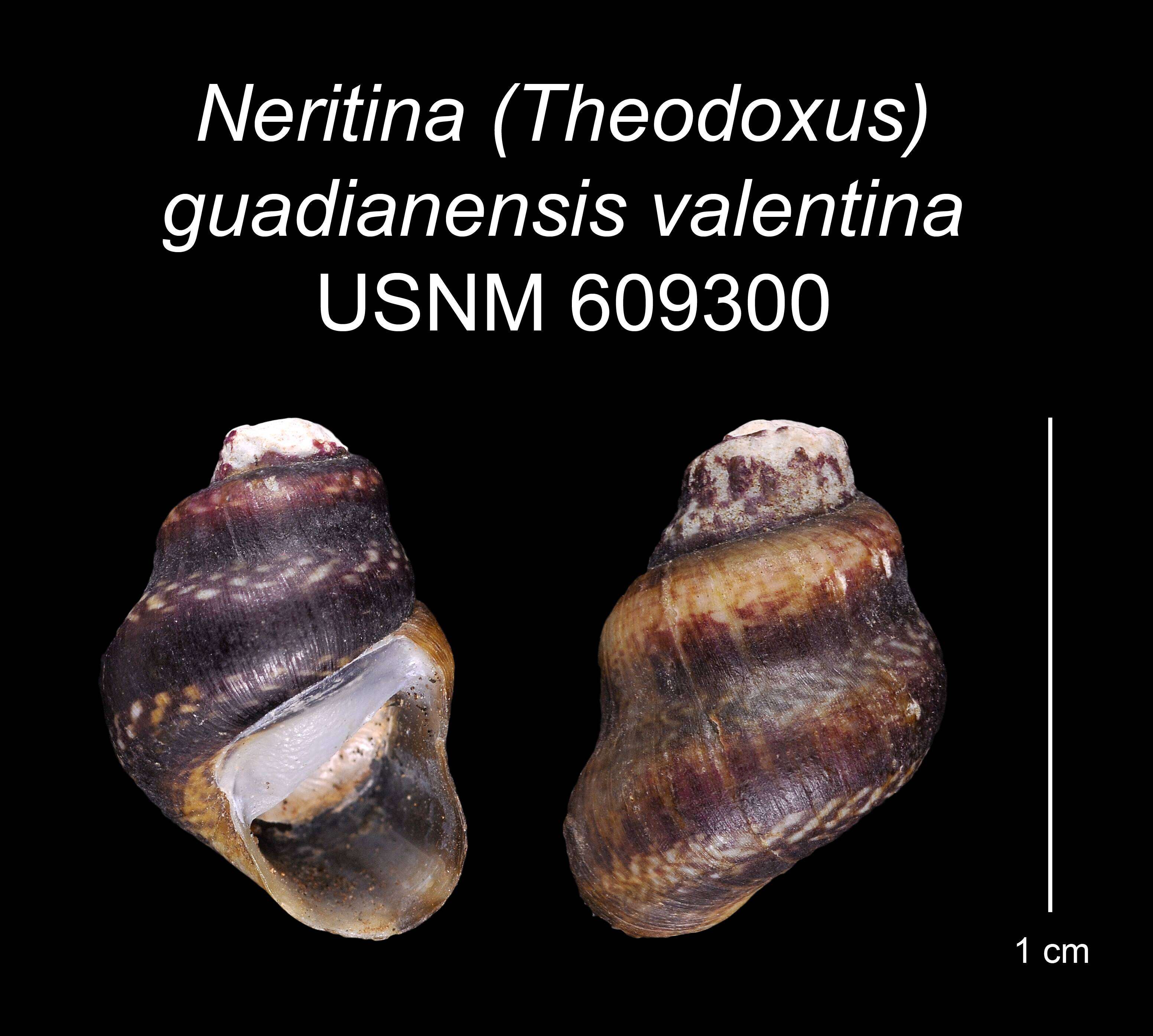 Image of <i>Neritina guadianensis</i> Morelet 1845