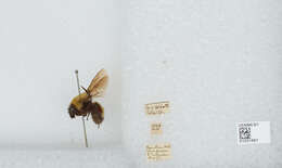 Image of Bombus melanurus Lepeletier 1836