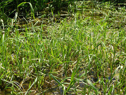 Image of whorlgrass