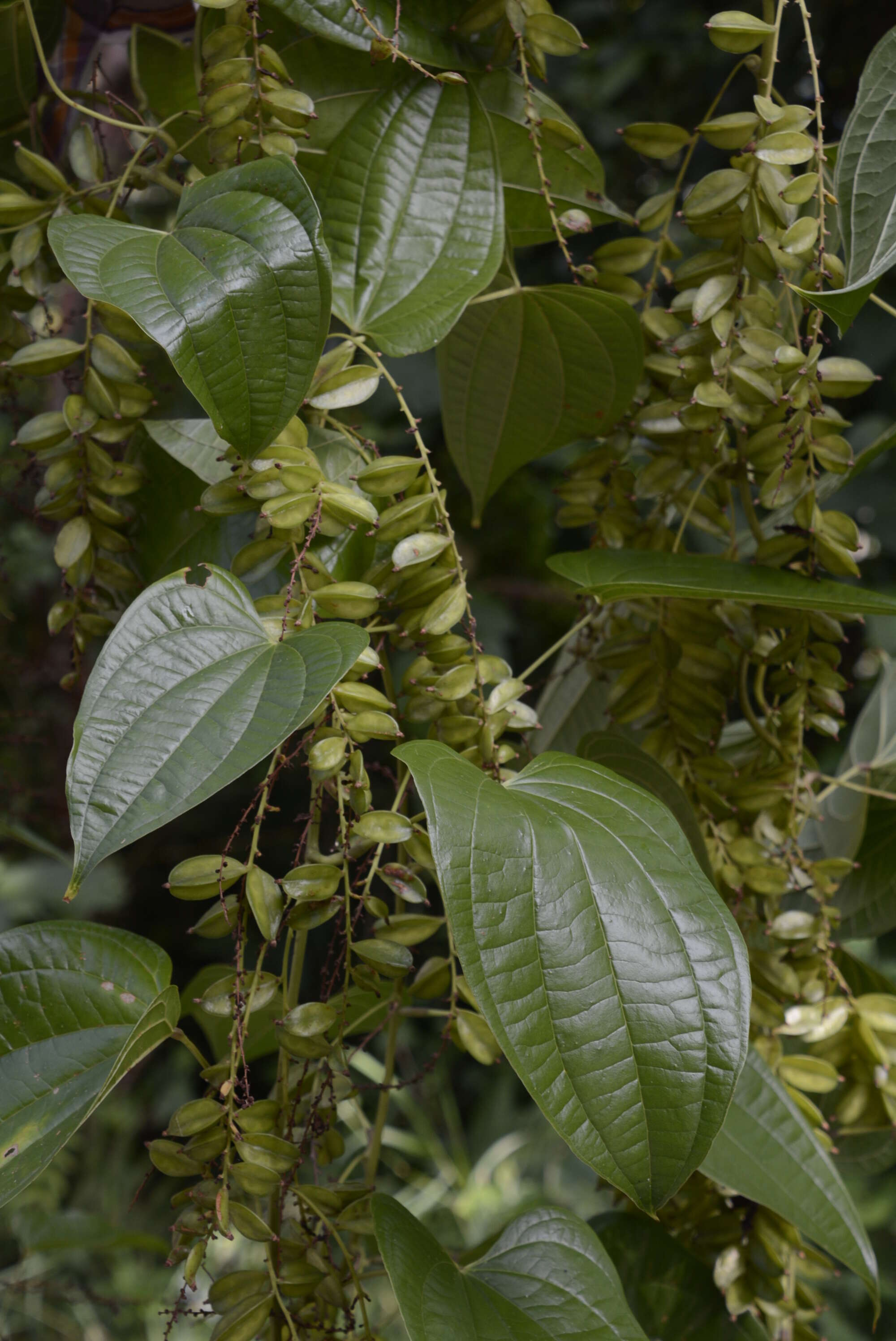 Image of Dioscorea Plum. ex L.