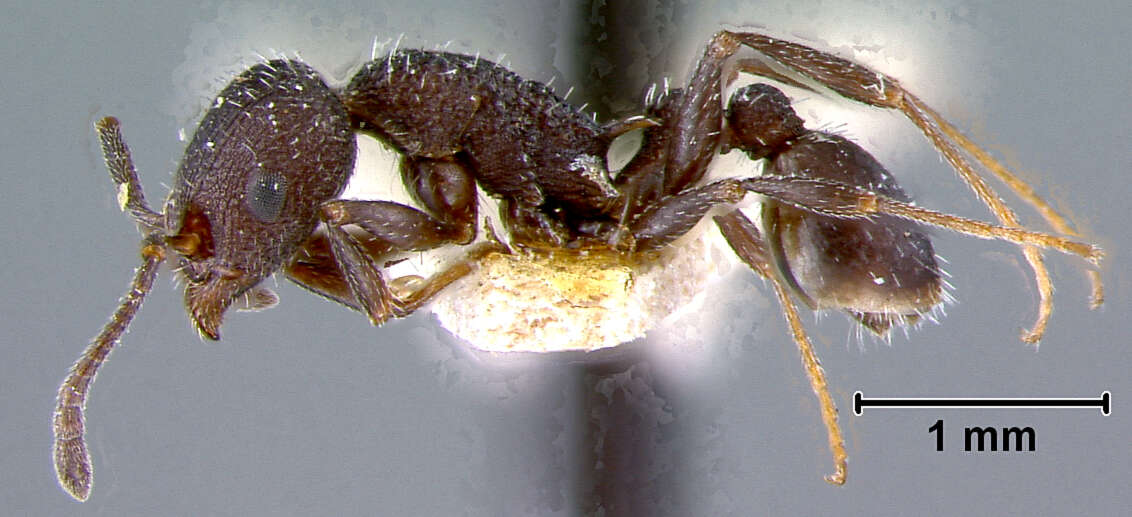 Image of Leptothorax bugnioni Forel 1894