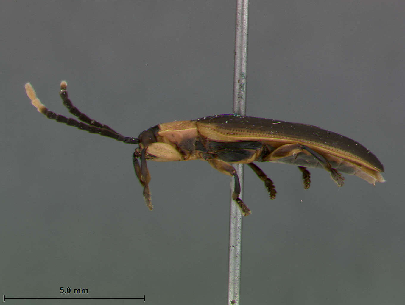 Image of Cephaloleia apicata Uhmann 1930