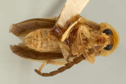 Image of Lucidota fulvotincta var. flavicollis Mutchler