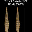 Image of Tetrentodon ceciliasensis C. de la Torre & Bartsch 1972