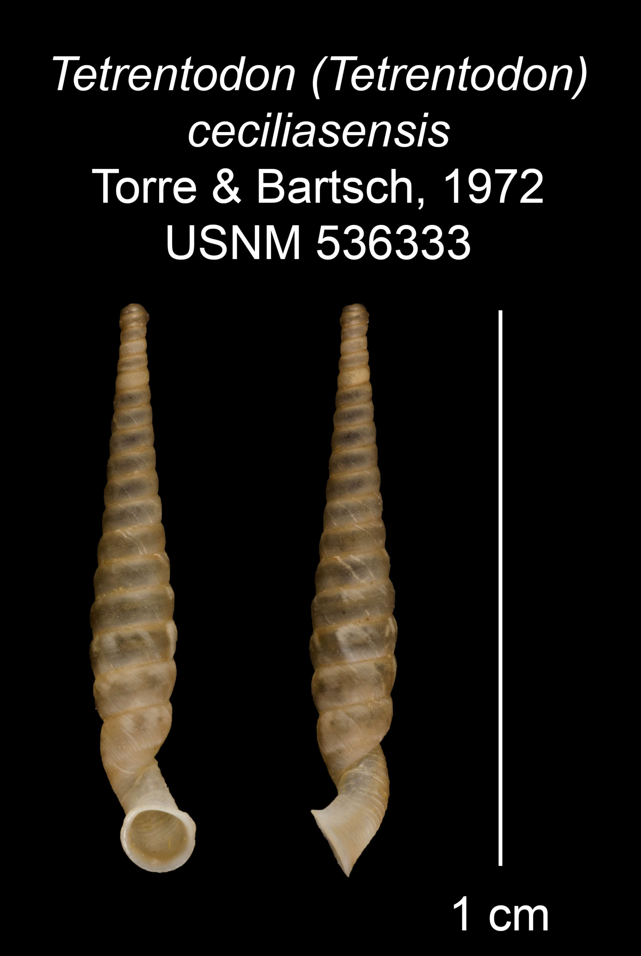 Imagem de Tetrentodon ceciliasensis C. de la Torre & Bartsch 1972