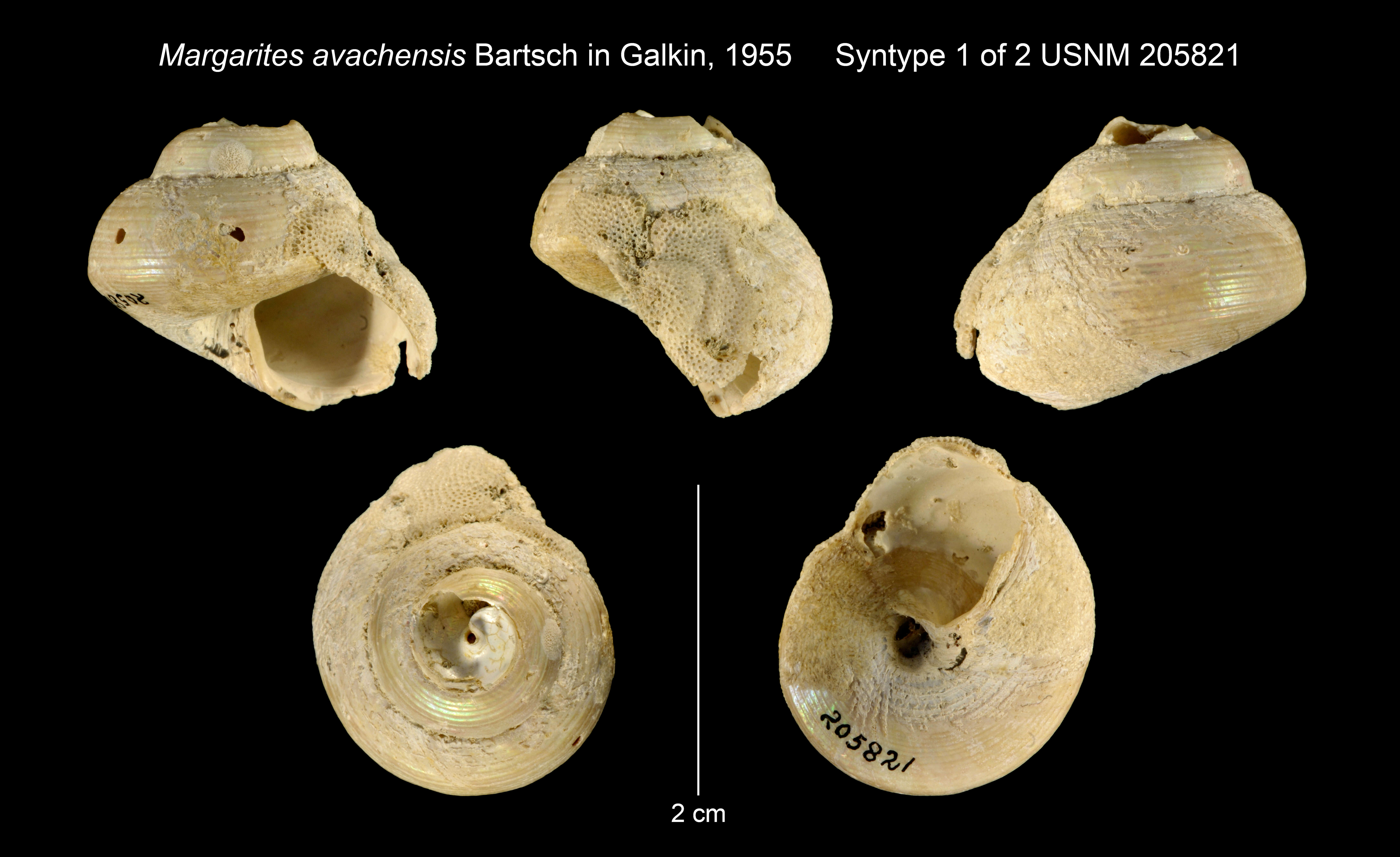 Imagem de Margarites avachensis Galkin 1955