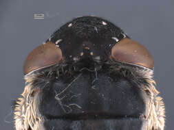 Image of Mouse Bot Fly