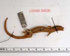 Image of Modest Ground Skink