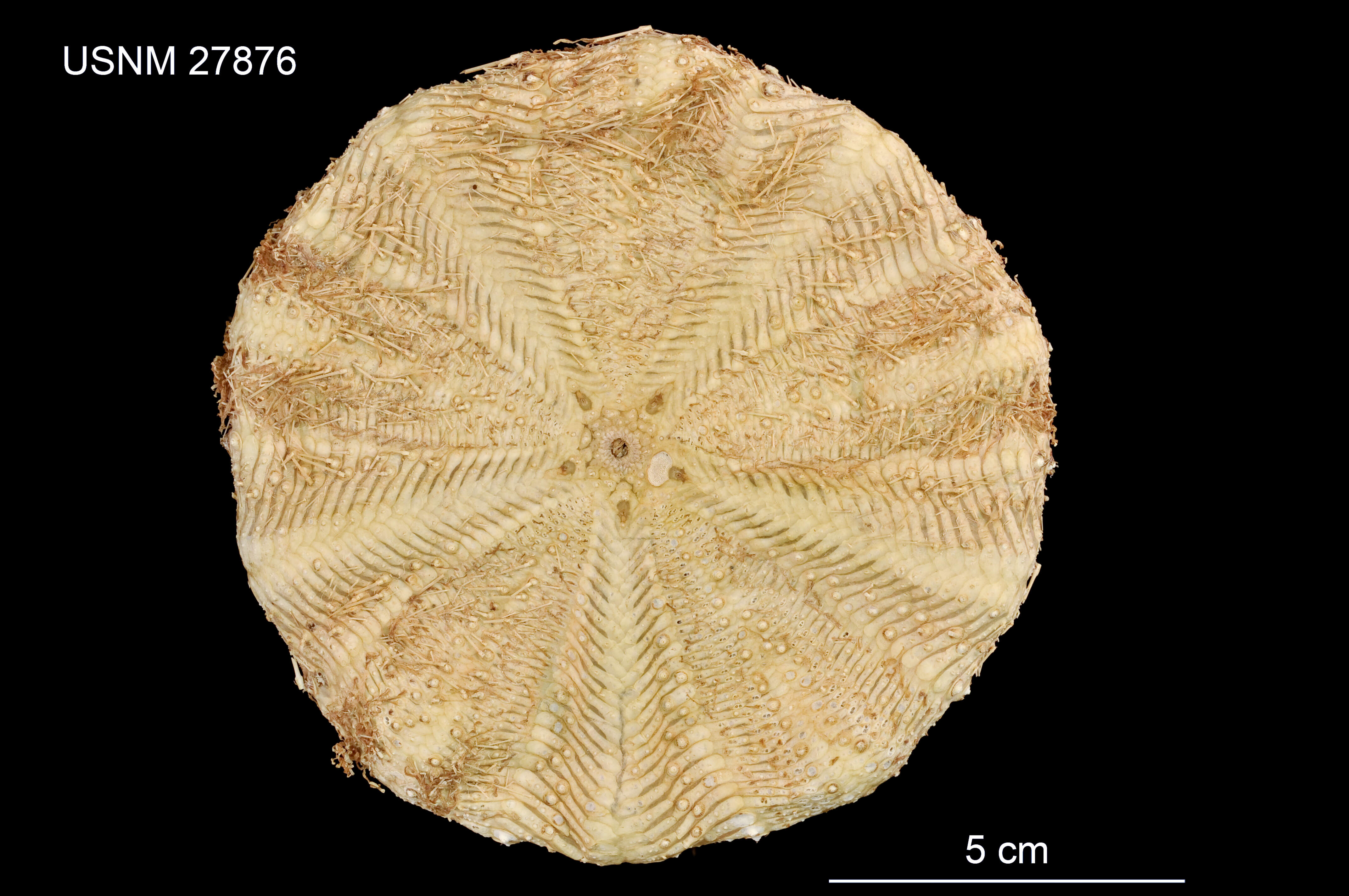 Image of Araeosoma leptaleum A. Agassiz & H. L. Clark 1909