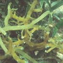 Image of Red algae