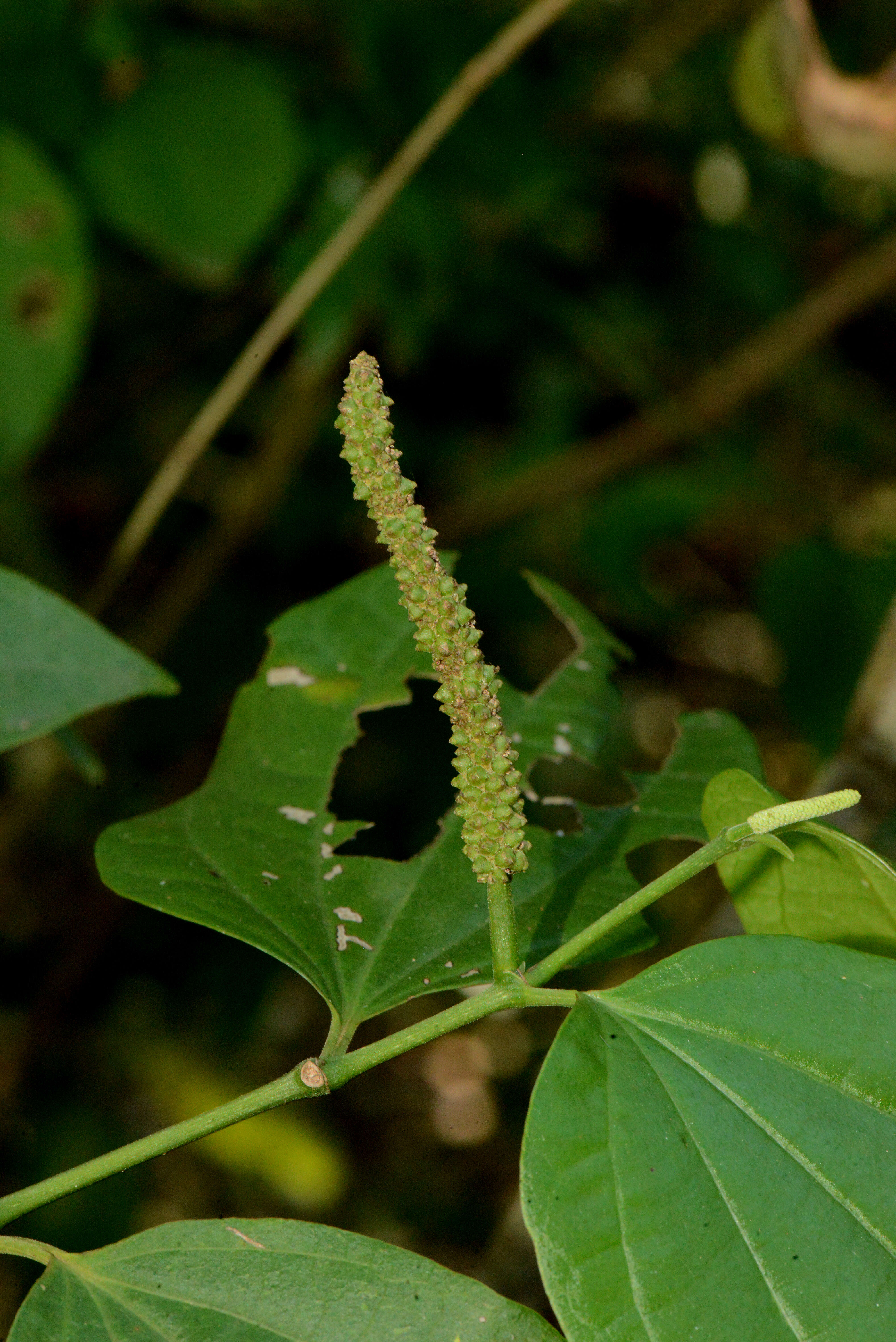 Image of higuillo de limon