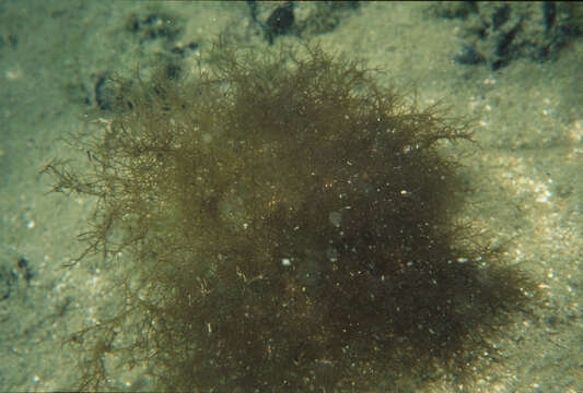 Image de Hypnea musciformis