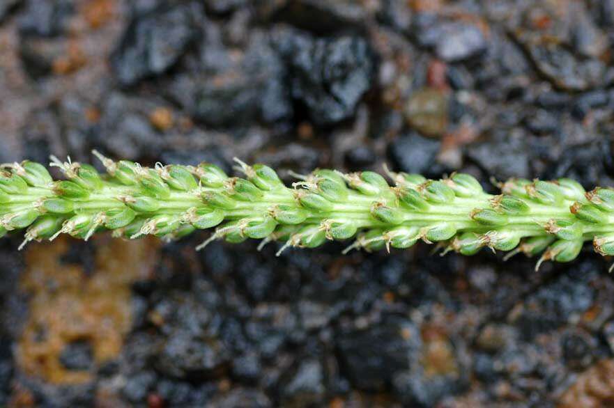 Image of Broadleaf Plantain