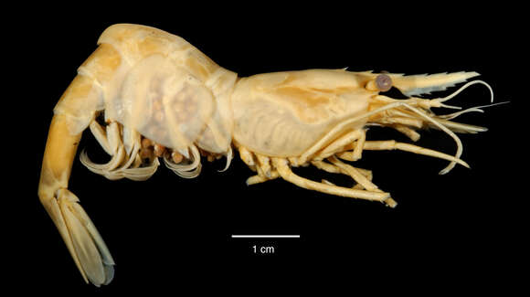 Plancia ëd Chorismus antarcticus (Pfeffer 1887)