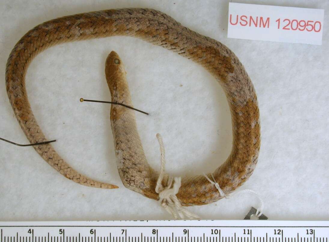 Image of Twin-spotted Tolucan Ground Snake